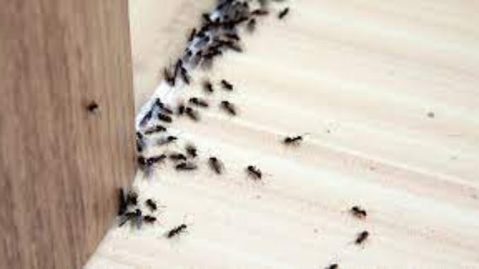 Karıncalardan Doğal Yolla Kurtulmak